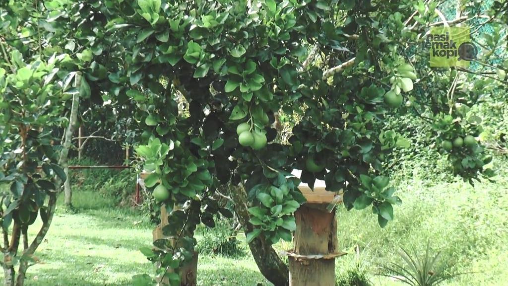 Happy Paradise Kampung Janda Baik Bagian luar foto